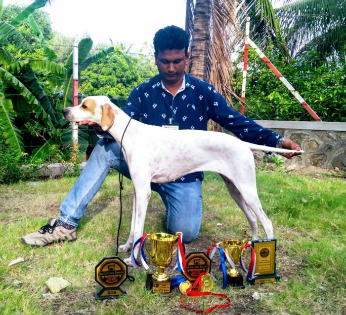 DogsIndia.com - English Pointer - Visces Kennel