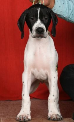DogsIndia.com - English Pointer - Visces Kennel