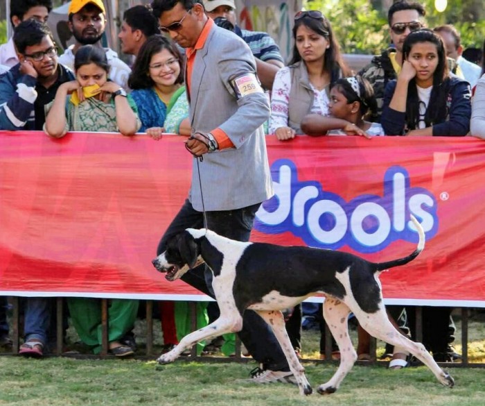 DogsIndia.com - English Pointer - Visces Kennel