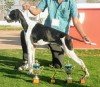 DogsIndia.com - English Pointer - Visces Kennel
