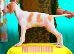 DogsIndia.com - English Pointer - Visces Kennel