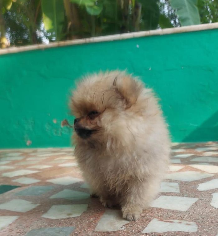 DogsIndia.com - Pomeranian - Aniva