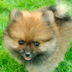 DogsIndia.com - Toy Pomeranian - Jayaprakash