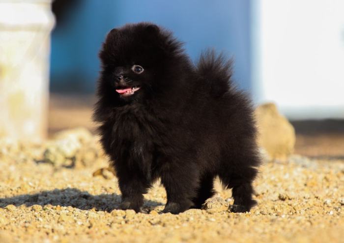 DogsIndia.com - Miniature Pomeranian - Meena Kennels