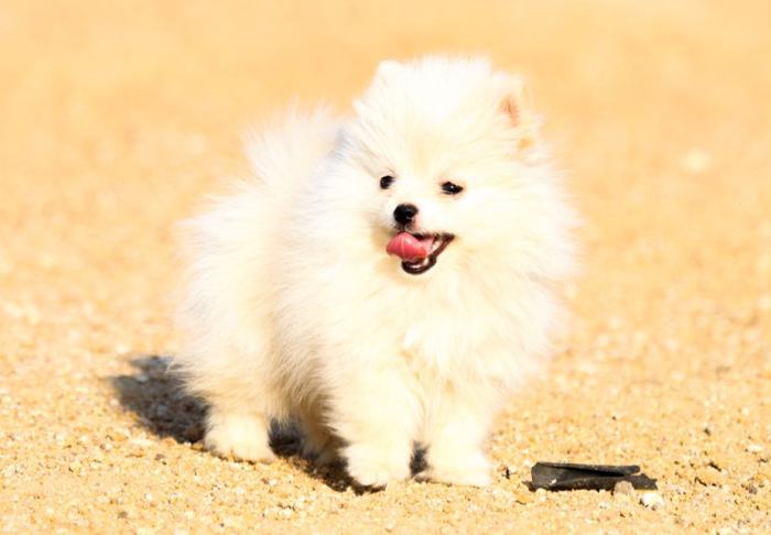 DogsIndia.com - Miniature Pomeranian - Meena Kennels