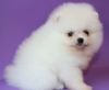DogsIndia.com - Miniature Pomeranian - Meena Kennels