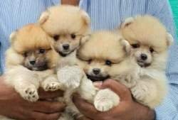 DogsIndia.com - Miniature Pomeranian - Meena Kennels