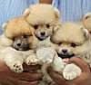DogsIndia.com - Miniature Pomeranian - Meena Kennels