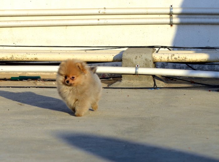 DogsIndia.com - Pomeranian - Mrinmoy Datta