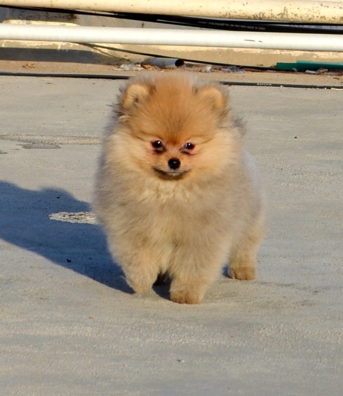 Pomeranian shop litter box