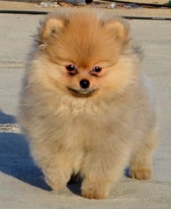 DogsIndia.com - Pomeranian - Mrinmoy Datta
