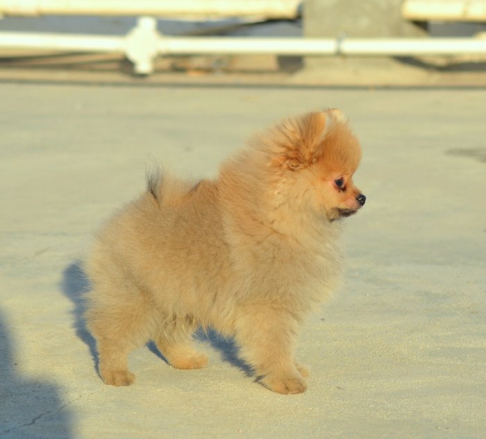 DogsIndia.com - Pomeranian - Mrinmoy Datta