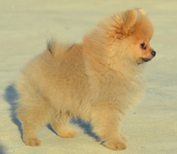 DogsIndia.com - Pomeranian - Mrinmoy Datta