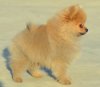 DogsIndia.com - Pomeranian - Mrinmoy Datta