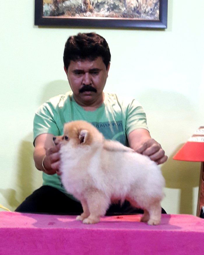 DogsIndia.com - Pomeranian - Mrinmoy Datta