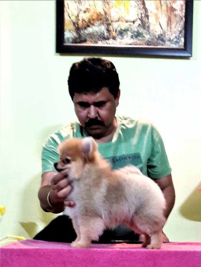 DogsIndia.com - Pomeranian - Mrinmoy Datta