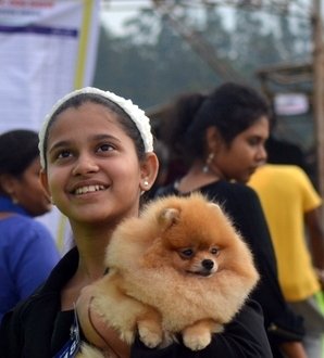 DogsIndia.com - Pomeranian - Mrinmoy Datta