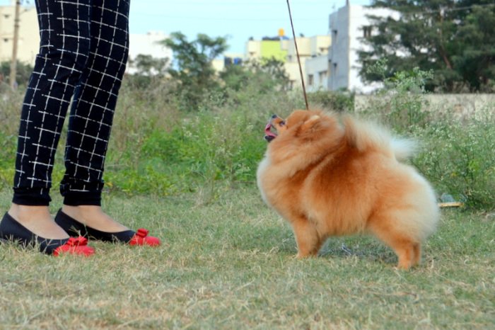 DogsIndia.com - Pomeranian - Mrinmoy Datta