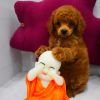 DogsIndia.com - Toy Poodle - Rago's Kennel - Saravanan