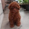 DogsIndia.com - Toy Poodle - Sanram's Kennel