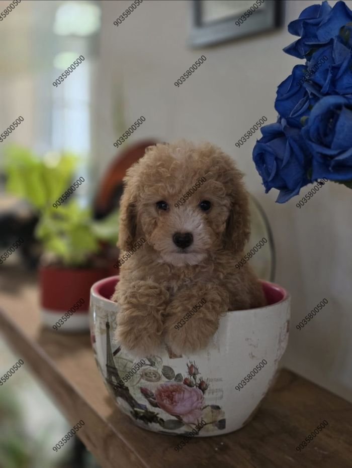 DogsIndia.com - Poodle - Santhosh