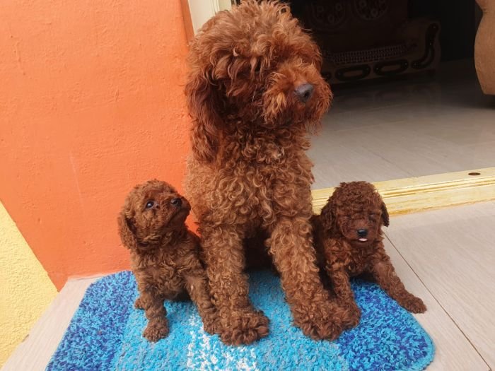 DogsIndia.com - Toy Poodle - Toptier