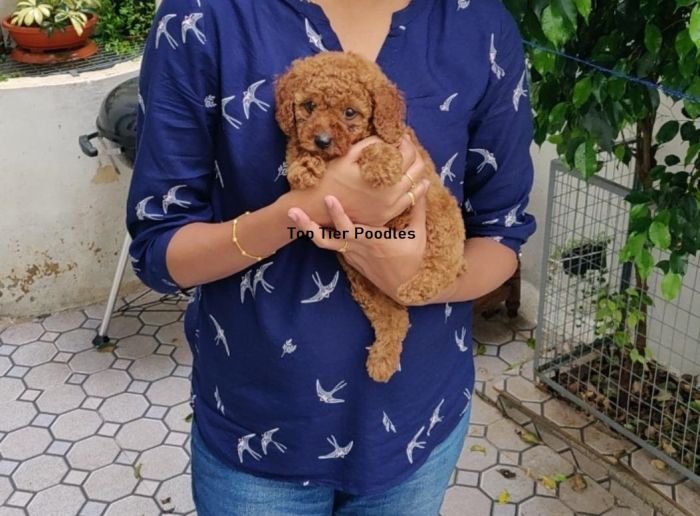 DogsIndia.com - Toy Poodle - Toptier