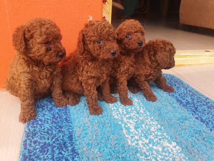 DogsIndia.com - Toy Poodle - Toptier