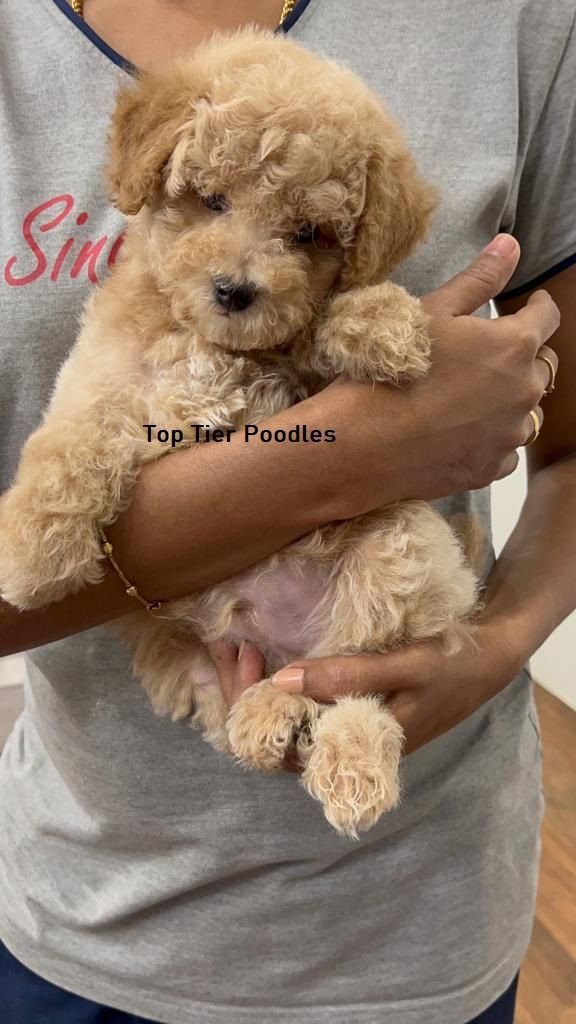 DogsIndia.com - Toy Poodle - Toptier