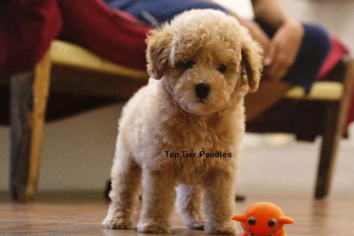 DogsIndia.com - Toy Poodle - Toptier