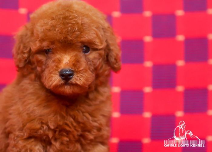 DogsIndia.com - Toy Poodle - Candle Light's Kennel