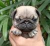 DogsIndia.com - Pug - Anirudh