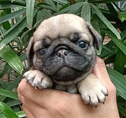 DogsIndia.com - Pug - Anirudh