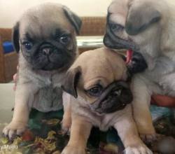 DogsIndia.com - Pug - Anirudh