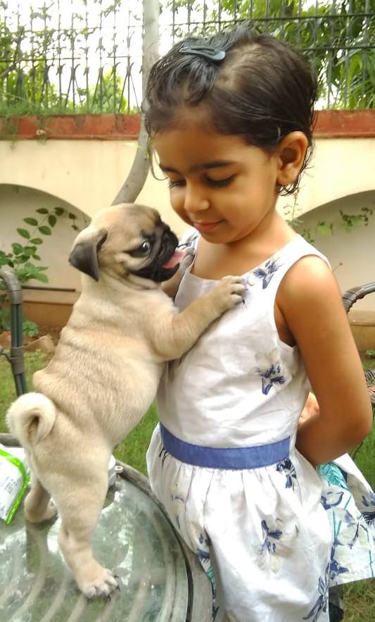 DogsIndia.com - Pug - Anirudh