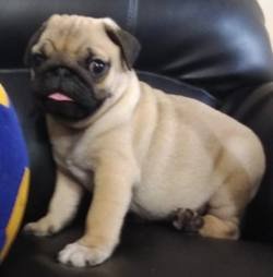 DogsIndia.com - Pug - Anirudh