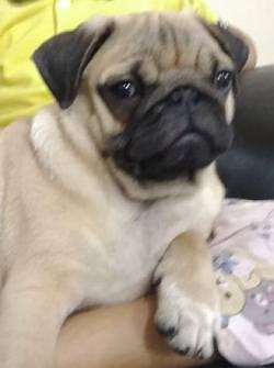 DogsIndia.com - Pug - Anirudh