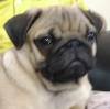 DogsIndia.com - Pug - Anirudh
