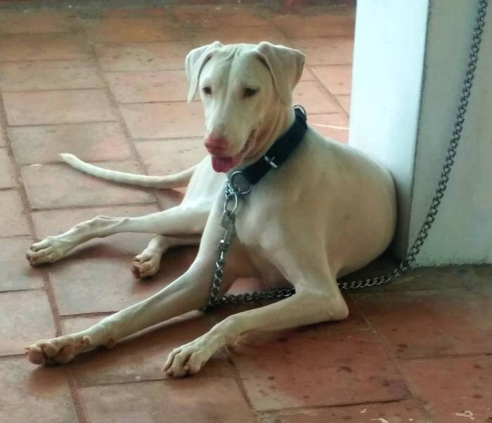 DogsIndia.com - Rajapalayam - Keerthi