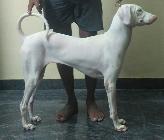 DogsIndia.com - Rajapalayam - Keerthi