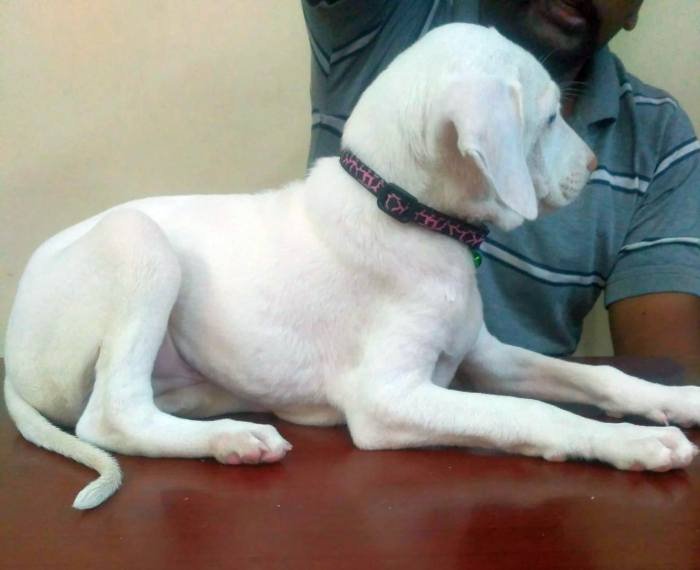 DogsIndia.com - Rajapalayam - Keerthi