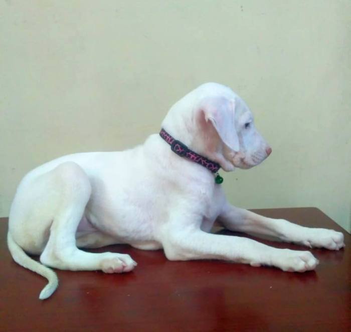 DogsIndia.com - Rajapalayam - Keerthi