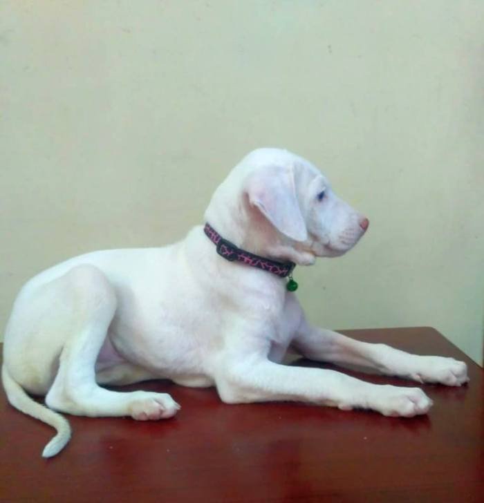 DogsIndia.com - Rajapalayam - Keerthi