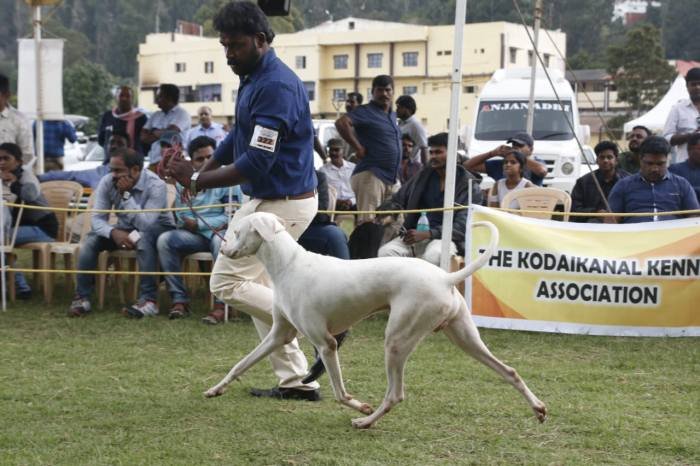 DogsIndia.com - Rajapalayam - Keerthi
