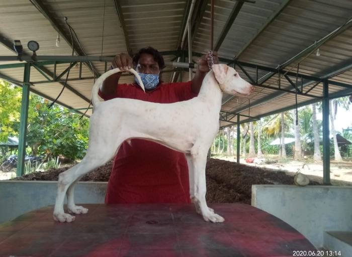DogsIndia.com - Rajapalayam - MAG Kennels