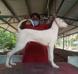 DogsIndia.com - Rajapalayam - MAG Kennels