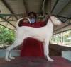 DogsIndia.com - Rajapalayam - MAG Kennels