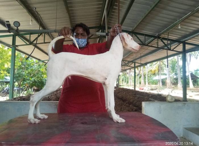 DogsIndia.com - Rajapalayam - MAG Kennels