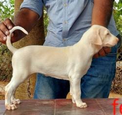 DogsIndia.com - Rajapalayam - MAG Kennels