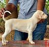 DogsIndia.com - Rajapalayam - MAG Kennels